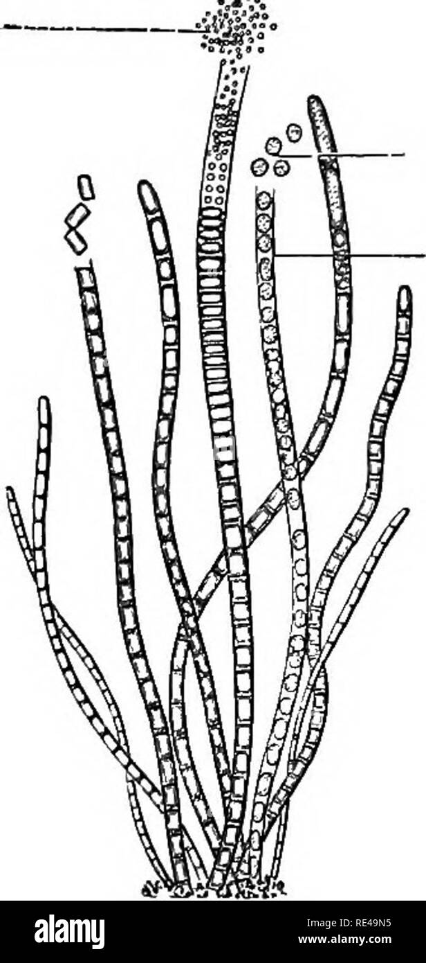 . Manual of bacteriology for practitioners and students, with especial references to practical methods. Bacteriology. MOULDS 11 of the hyphse covered with a variable number of spore- carriers, or sterigmata, from the extremities of which the spores divide off in rows (fig. 3). The hyphae of the penicilliacem (pencil-moulds) are branched, which is not the case with the mucor and asper- G-roup of buds (gemmation) Mother-cell  Vacuole Fig. 6.—Yeast Cells (Saccharomyces Geremsim). Magnified 900 times. gillus varieties, and on the terminal twigs of the tuft so formed (the basidia) are seen the st Stock Photo