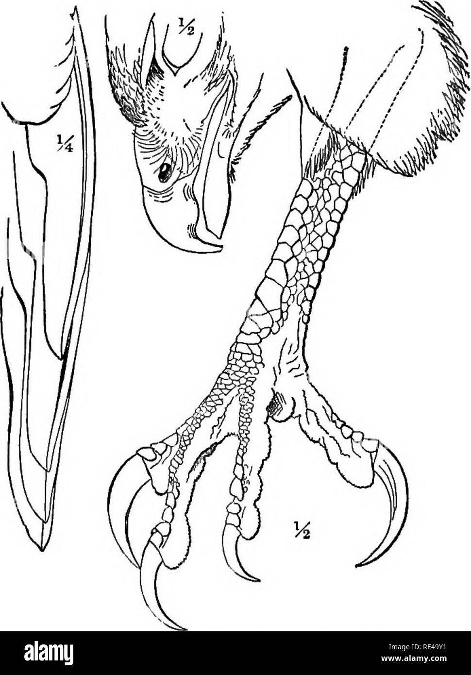 . A manual of North American birds. Birds. 2. Accipiter cooperi, J .. 3. Accipiter (Astur) atricapillus. 4. Parabuteo hamsi.. Please note that these images are extracted from scanned page images that may have been digitally enhanced for readability - coloration and appearance of these illustrations may not perfectly resemble the original work.. Ridgway, Robert, 1850-1929. Philadelphia, J. B. Lippincott Company Stock Photo