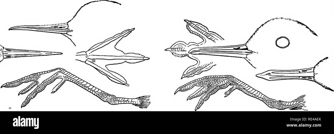 . A manual of North American birds. Birds. I. Phalaropus (Steganopus) tricolor.. 2. Phalaropus lobatus. 3. Crymophilus fulicarius.. Please note that these images are extracted from scanned page images that may have been digitally enhanced for readability - coloration and appearance of these illustrations may not perfectly resemble the original work.. Ridgway, Robert, 1850-1929. Philadelphia, J. B. Lippincott Company Stock Photo