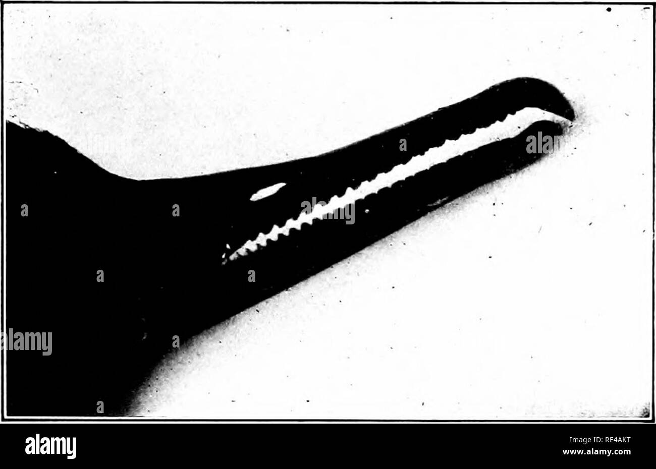 Dips into water for food Black and White Stock Photos & Images Alamy