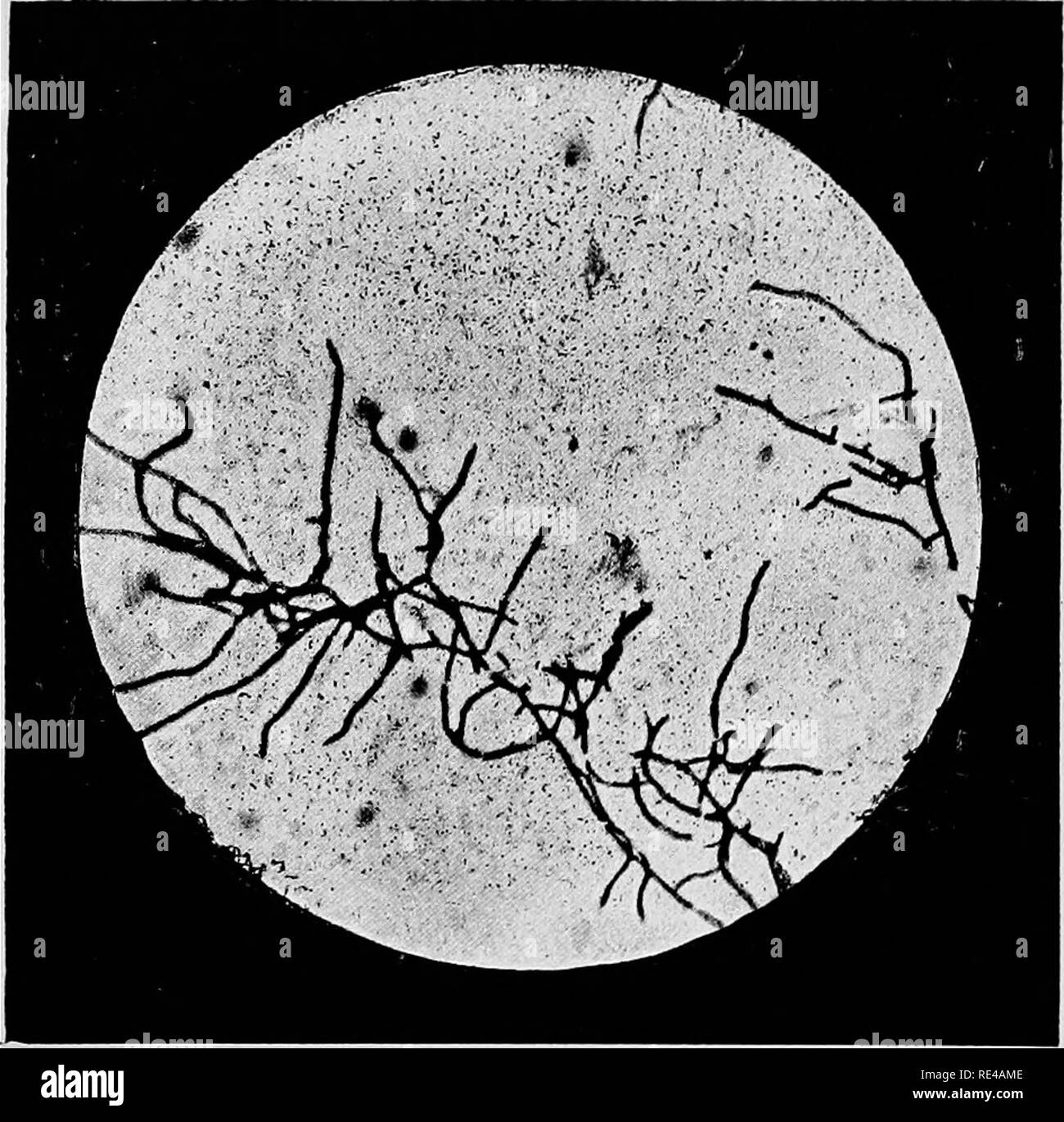 . Bacteria and their products. Bacteriology. iO BACTERIA. the kind. Up to the present, however, micrococci, the Bacillus anthracis, and many other organisms, cannot be said to be supplied with flagella or cilia, and in many organisms in which there seems to be independent movement, really -nothing but the so-called Brownian movement can be dis- tinguished when they are examined in fluid, a movement that may be observed equally well when particles of. Photo-micrograph of Cladothrix Dichotoma with pseudo-branching filaments, with well-marked tranverse divisions, x looo. inorganic colouring matte Stock Photo