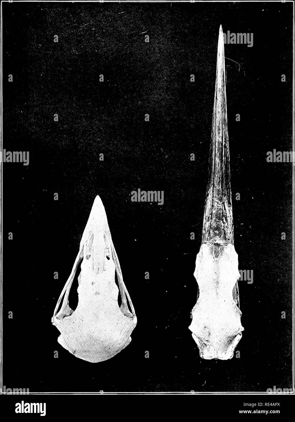 . The bird, its form and function. Birds. Muscles and Nerves 199 When we carefully remove the upper part of a bird's skull, we find that the brain occupies the whole interior,. Fig. 145.—Comparison of skulls of Heron and Hawk, showing unlikeness caused by difference in manner of procvning food. the shell or box of bone which protects it being very thin, although strong. It would be ver}- interesting if we could compare the short and thick bullet-shaped skull and brain. Please note that these images are extracted from scanned page images that may have been digitally enhanced for readability - c Stock Photo