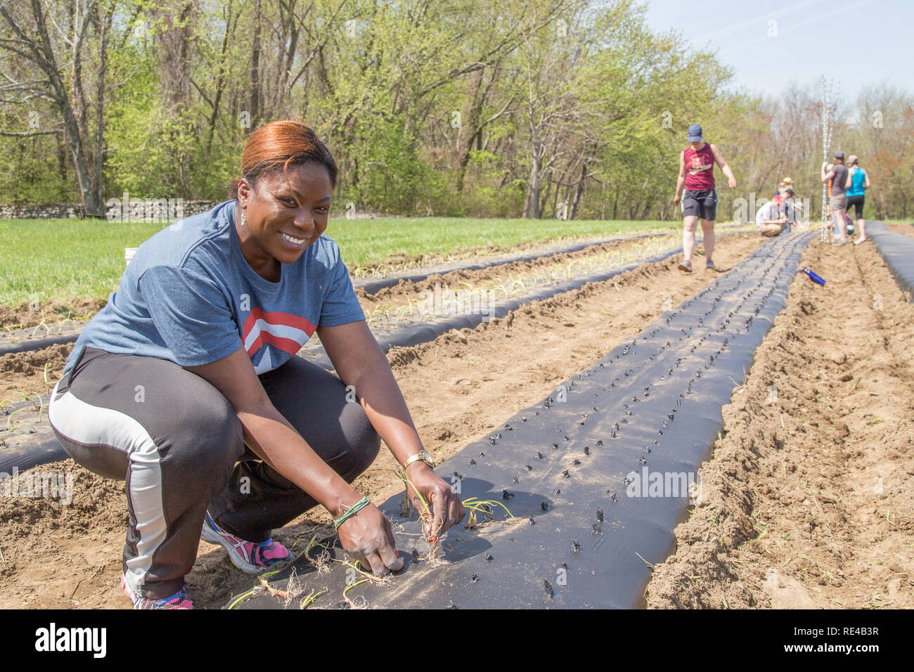 Woman planting vegetables on a Massachusetts farm Stock Photo