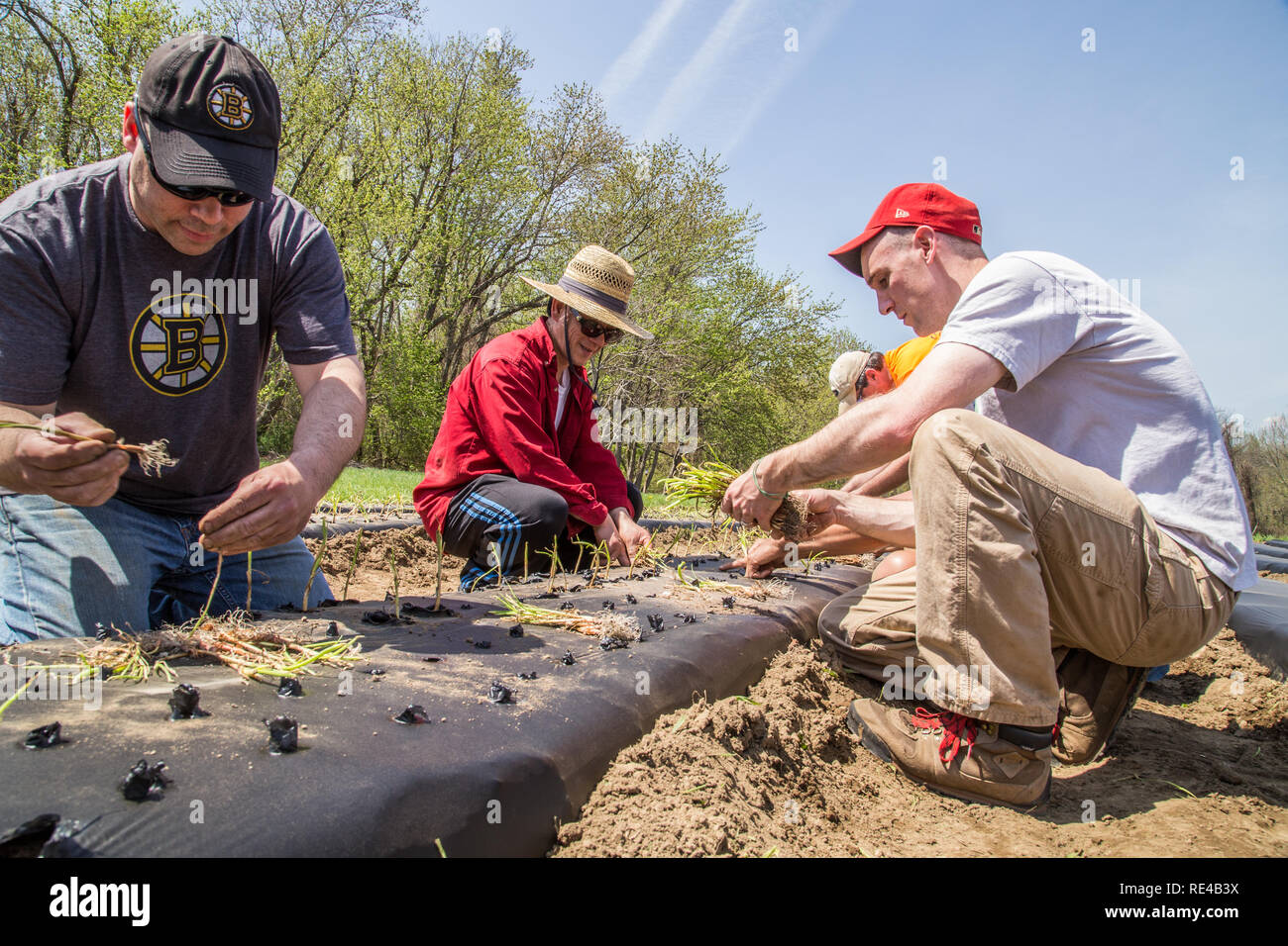 People planting vegetables on a Massachusetts farm Stock Photo