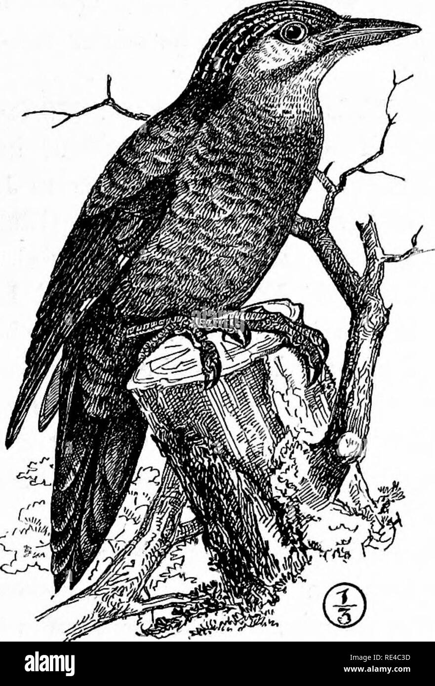 BMP Bird (GEC) BMP Bird (GEC)