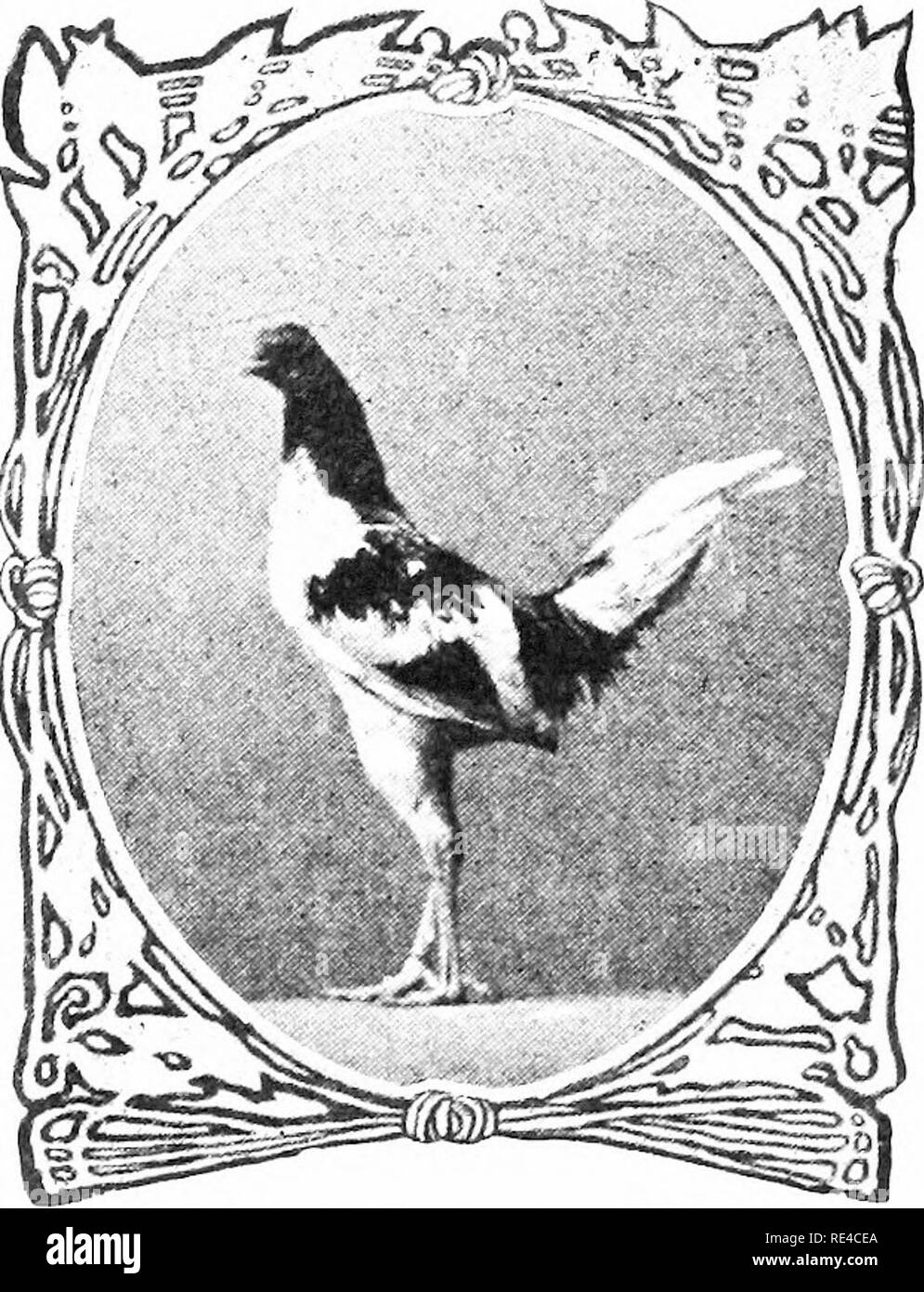 . A to Z of pigeons and bantams. Pigeons; Bantam chickens. 86 and distinctly barred across several times with dark slate. The markings must be as fine and regular as possible, and the birds free from white and straw. Legs and feet—Sound orange-yellow. CHARLES T. CORNMAN, Carlisle, Pa.. : Red Pyle Game. Male. The Cochin or Pekin Bantams are bred in buff, white, black and partridge and they should be cochins in miniature, with small, evenly and'nicely serrated combs, broad chest, thick neck, with a short, broad back, with a nicely rounded cushion, with legs very heavily feathered, right to the e Stock Photo