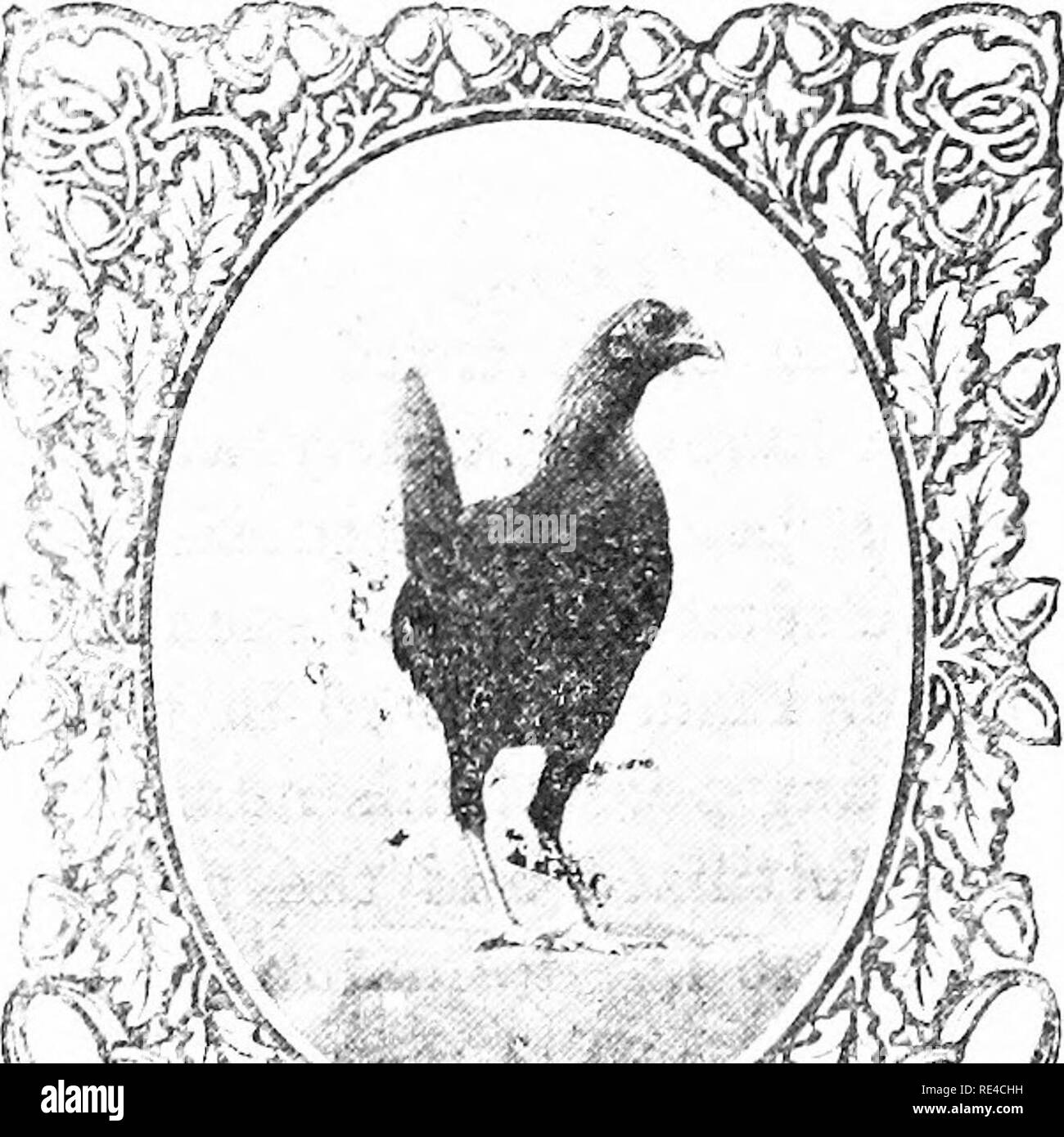 . A to Z of pigeons and bantams. Pigeons; Bantam chickens. 7© That Pantam Hoy^e. By Reeves Congdon. I want to tell your reaxl,ers just a few words in regard to housiag bantams. I have been breeding the little fellows only a short time compared with some, since 190S, and I believe I am just learning tjie first rudiments in bantam breeding. I do not want to convey the idea that I tliink I know all there is to know and just a little more. Not so, £or I am always willing to listen and try and learn from those whom I know have gro-wn gray in. 5 V>?Sii;-.&amp;#€^^<''-;'' '^ Brov/n Red Game Ba Stock Photo