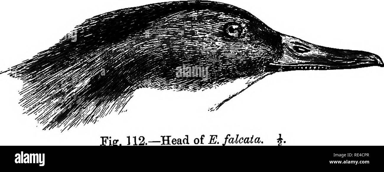 . Birds. Birds. BrNBTTA. 43&amp; black patch formed by the tips ol: some of the outer scapulars ; longer scapulars with white edges ; lower back and rump brown, shorter upper tail-coverts vermiculated, grey and white, longer coverts velvety black,! glossed with greeu; tail-feathers brown; primaries greyish brown, outer webs of secondaries black glossed with green, especially on the inner feathers ; the falcate tertiariea black, slightly glossed with green, the shafts white, and the outer edge grey, a light brown tprminal shaft-stripe ; wiug-ooverts grey, passing into white on the larger covert Stock Photo