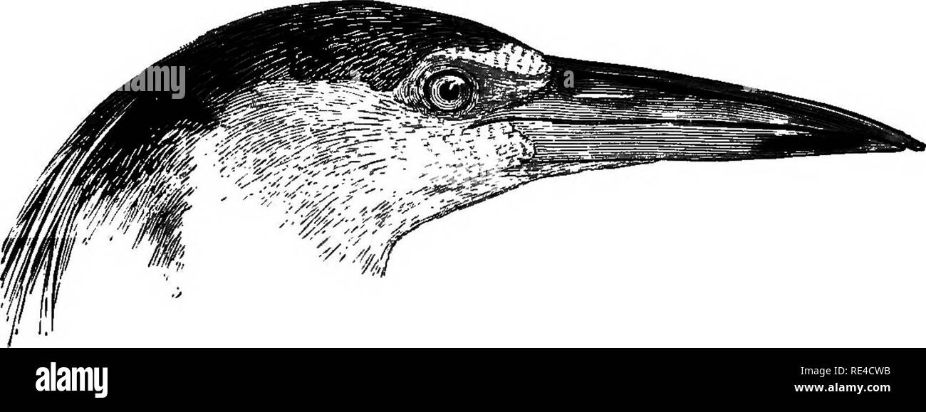 . Birds. Birds. NTCTICOBAX. QQT 1568. Nycticorax griseus. The MgU Heron. Ardea nycticorax &amp; A. grisea, L. Syst. Nat. i, pp. 235,239 (1766). Nycticorax griseas, Bh/th, J. A. S. B. xv, p. 378; id. Cat. p. 281;. Jerdon, B. I. iii, p. 768; Htime Sr Henders. Lah. to Yark. p. 296 ^ Ball, S. F. ii, p. 435; Butler, S. F. iv, p. 24; Oates, S. F. y, p. 168; Anders. Yunnan Exped., Aves, p. 690; Hume  Bav. S. F. vi, p. 484; Ball, S. F. vii, p. 231; Cripps, ibid. p. 309; Hume, Cat. no. 937; Sculli/, S. F. viii, p. 361; Lec/ffe, Birds Ceyl.- p. 1165; Vidal, S. F. ix, p. 91; Butler, ibid. p. 436 ; Biddu Stock Photo
