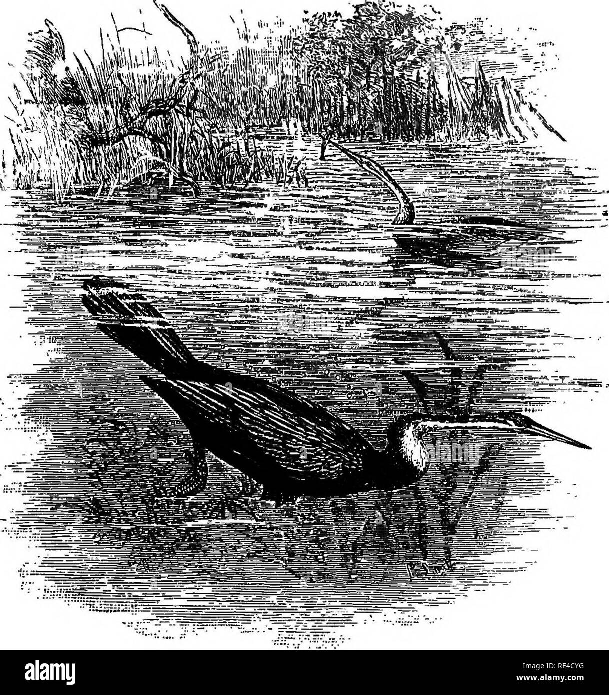 . Birds. Birds. phaia.cbocoeacid;e. 339. Fig. 78.âPlotus melanogaster. Family PHALACROCOEACID.E. The Cormorants and Darters are diving fishers with black or blackish plumage on the upper parts, and very often on the lower also. They have a longish neck, a somewhat slender and elongate bill, and stiff tail-feathers. The nostrils are small and not per- vious. Cervical vertebrae 20. Ambiens, femoro-caudal, and semi- tendinosus muscles present, the two accessory thigh-muscles â wanting. Syringeal muscles present. There are two subfamilies thus distinguished; each contains a single genus:â Bill hoo Stock Photo