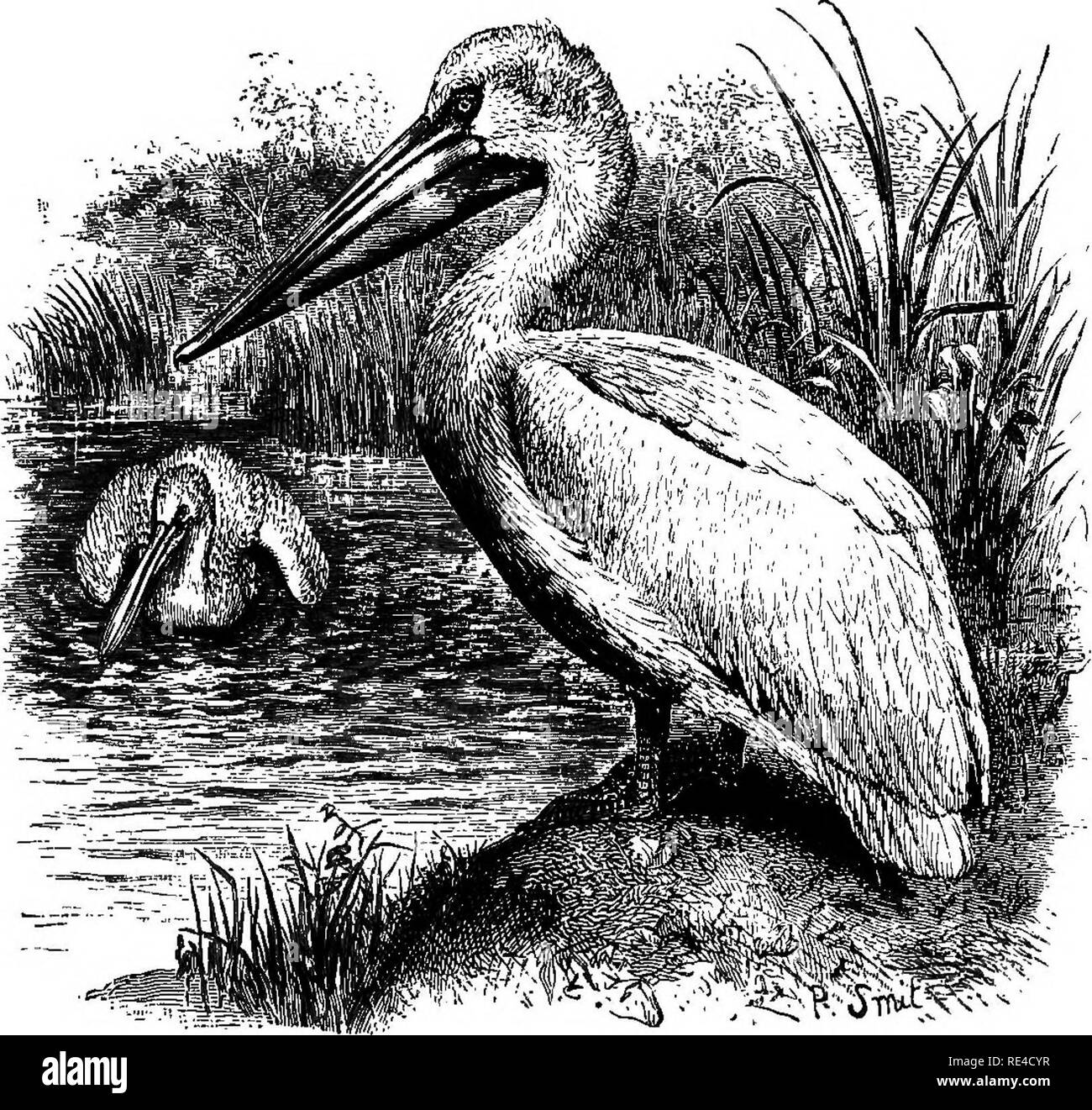 . Birds. Birds. Fig. 75.—Felecamis crispiis. Order XIX. STEGANOPODES. This order contains the Pelicans, Trigate-birds, Cormorants, Gannets or Boobies, and Tropic-birds—all distinguished by having the four toes united by a web (fig. 76). There is a great difference between the preceding order—the schizognathous Gavise—and that now under consideration. The Steganopodes are desmognathous birds, distinctly connected with the ^ccipitres, and might have followed the diurnal Birds of Prey in the classification. The orders to be hereafter discussed have more or less connexion with the Stegnnopodes. Th Stock Photo