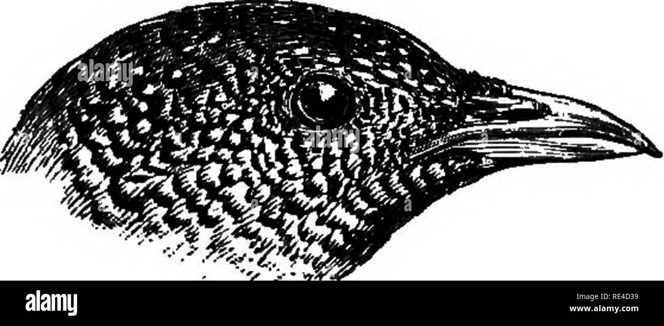 . Birds. Birds. TUENIX. 151 1382. Turnix pugnax. The Bustard-Quail. Hemipodius pugnax, Temm. Pig. et Gall, iii, pp. 612, 754 (1815). Hemipodius pugnax et tai^oor, Sykes, P. Z. S. 1832, p. 165. Hemipodius plumbipes, Hodgs. Beng. Sport. Mag., May 1837, p. 346, Hemipodius atrogularis, Eyton, P. Z. S. 1839, p. 107. Turnix ocellatus, apud Blyth, Cat. p. 255; Jerdon, B. I. iii, p. 507 ; Godw.-Amt. J. A. S. B. xliii, pt. 2, p. 174 {nee Scop.). Turnix taigoor, Jerdon, B. I. iii, p. 595; Stoliczka, J. A. 8. B. xli, pt. 2, p. 250; Butler, S. F. iv, p. 7; v, p. 231; ix, p. 424; Ball, S. F. vii, p. 226; H Stock Photo