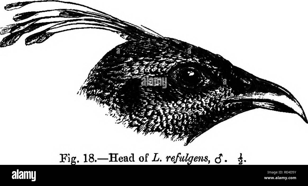 . Birds. Birds. 96 â PHASIANID^. Key to the Species. (Males only.) a. Lower back white, rump purple L. refiOgms, p. 96. h. No white on back or rum^ L. impeyanus,^. 97. Lower back and rump white -^. sdaten, p. 98. c, 1342. lophophorus refnlgens. The Mmdl. Lophophoms refnlgens, Temm. Pig. et Gall, ii, p. 355 (1813) ; iij, p. 673Â», OgUvie Grant, Cat. B. M. xxii, p. 278. t&gt; (z Â« Lophophorus impeyanus, a'pud Blyth, Cat. p. 246; Adams, P. Z. S. 1858, p. 500; MitcheU, ibid. p. 545, pis. 147 (young), 149, fig. 5 i&amp;ors): Jerdon, B. I. iii, p. 510 ; Stoliezka, J. A. S. B. xxxvu,pt. 2, p. 67 ; B Stock Photo