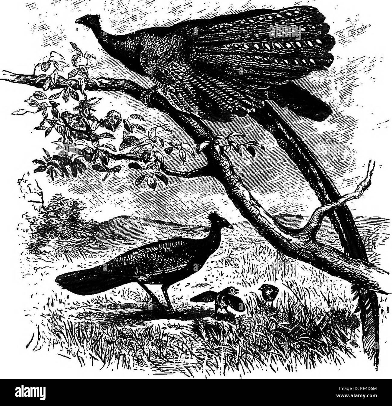 . Birds. Birds. Pig. X2. ArgvManus argus. (From the group in the British Museum.) Order XIV. GALLING. The true Game-birds, the Grouse, Fowls, Peacocks, Pheasants, Turkeys, Partridges, Quails, and Guinea-fowls, with Megapodes, Curassows, and Guans, form a well-defined and easily recognizable order. They have a stout bill, strong legs and feet, suited for progress on the ground, a plump body and rounded wings, in which the 5th secondary is present, and there are 10 primaries. There ' is frequently a spur, sometimes more than one, on the tarsus in males, and, in a few genera, in females also. The Stock Photo