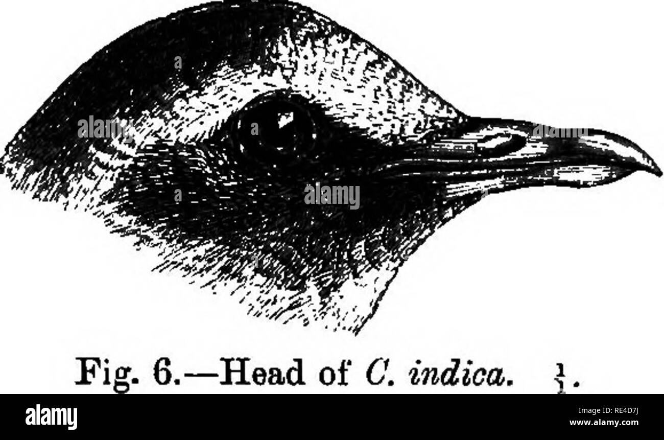 . Birds. Birds. CHAICOPHAPS. with blackish edges to the feathers; tail blackish brown, outer two or three pairs of feathers grey, with a broad subterminal black band; lower parts deep vinous, paler on throat and abdomen, lower tail-coverts dark grey.. Fig. 6.—Head of C. indica. Female. Forehead and supe'rcilia pale grey; crown, nape, bind net-k, and sides of neck brown tinged with vinous, smaller wing- coverts near edge of wing brown, the white bar absent or scarcely perceptible; upper tail-coverts rufous-brown with dark edges, middle four rectrices blackish brown, next two pairs rufous neiir  Stock Photo