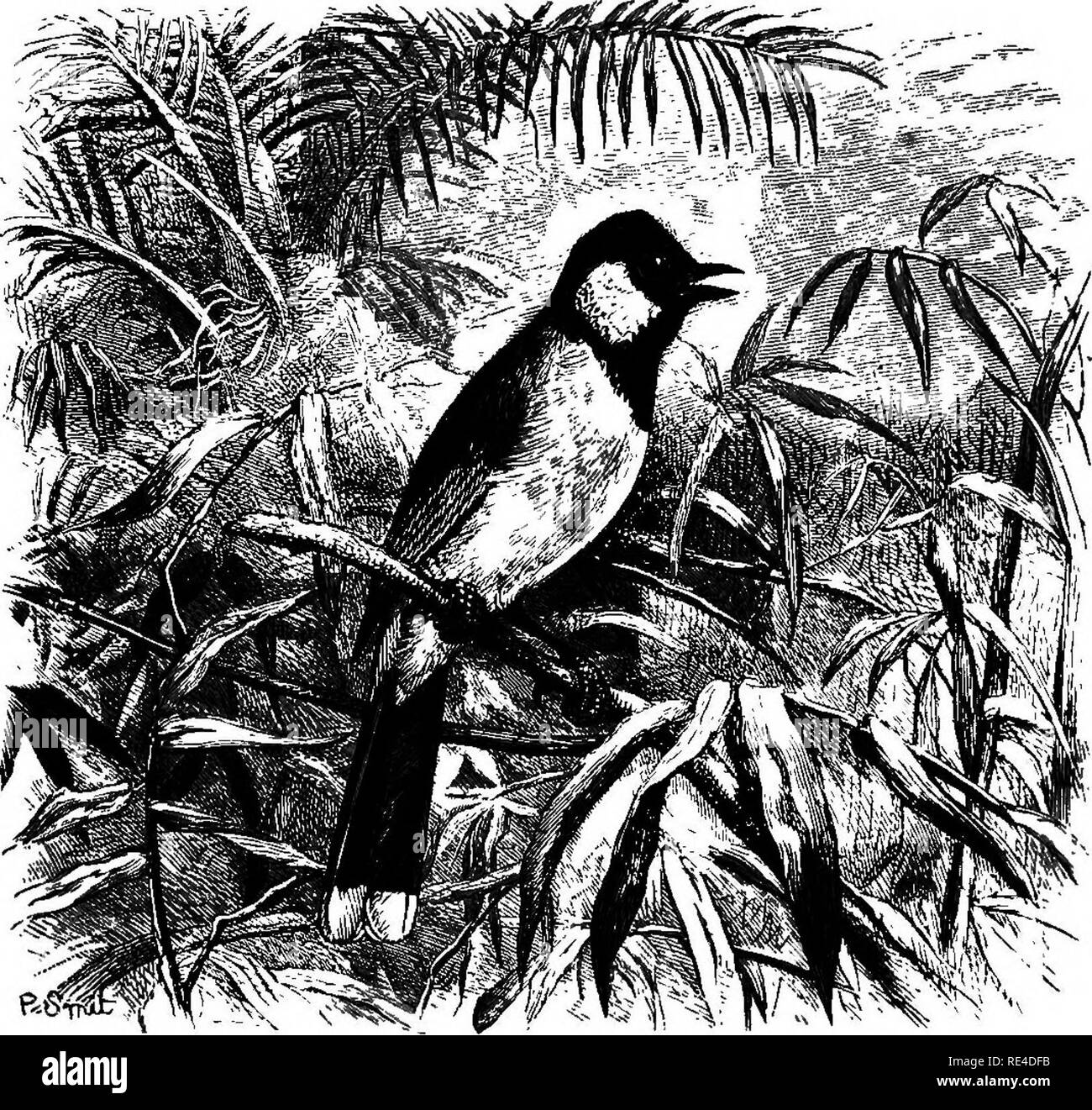 Birds. Birds. 25-2 CEATBROPODID/E.. Fig. 78.—Mol/pastes leucoiis. Subfamily  BRACHYPODINiE. The Brachypodince or Bulbuls form a numerous and fairly  well- defined group of birds, which attain their greatest development in  Southern Asia.