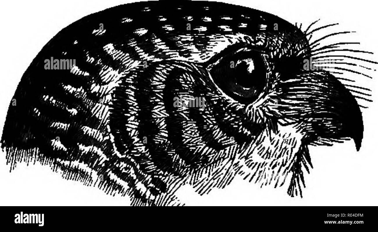 . Birds. Birds. 302 ASIOSIDJE. scapulars ; the spots are often wanting on the upper back, and are largest on the wing-coverts ; an indistinct half-collar on the hind neck formed by white feathers with brown edges quills with pale cross-bars, becoming white spots on the outer web and, except near the tips of the primaries, white indentations on the inner border; tail with from 4 to 6 white cross-bars varying in breadth and continuity; chin, throat, and sides of neck behind ear-coverts white; a broad brown band, narrower or interrupted in the middle, across the throat; remainder of lower parts w Stock Photo