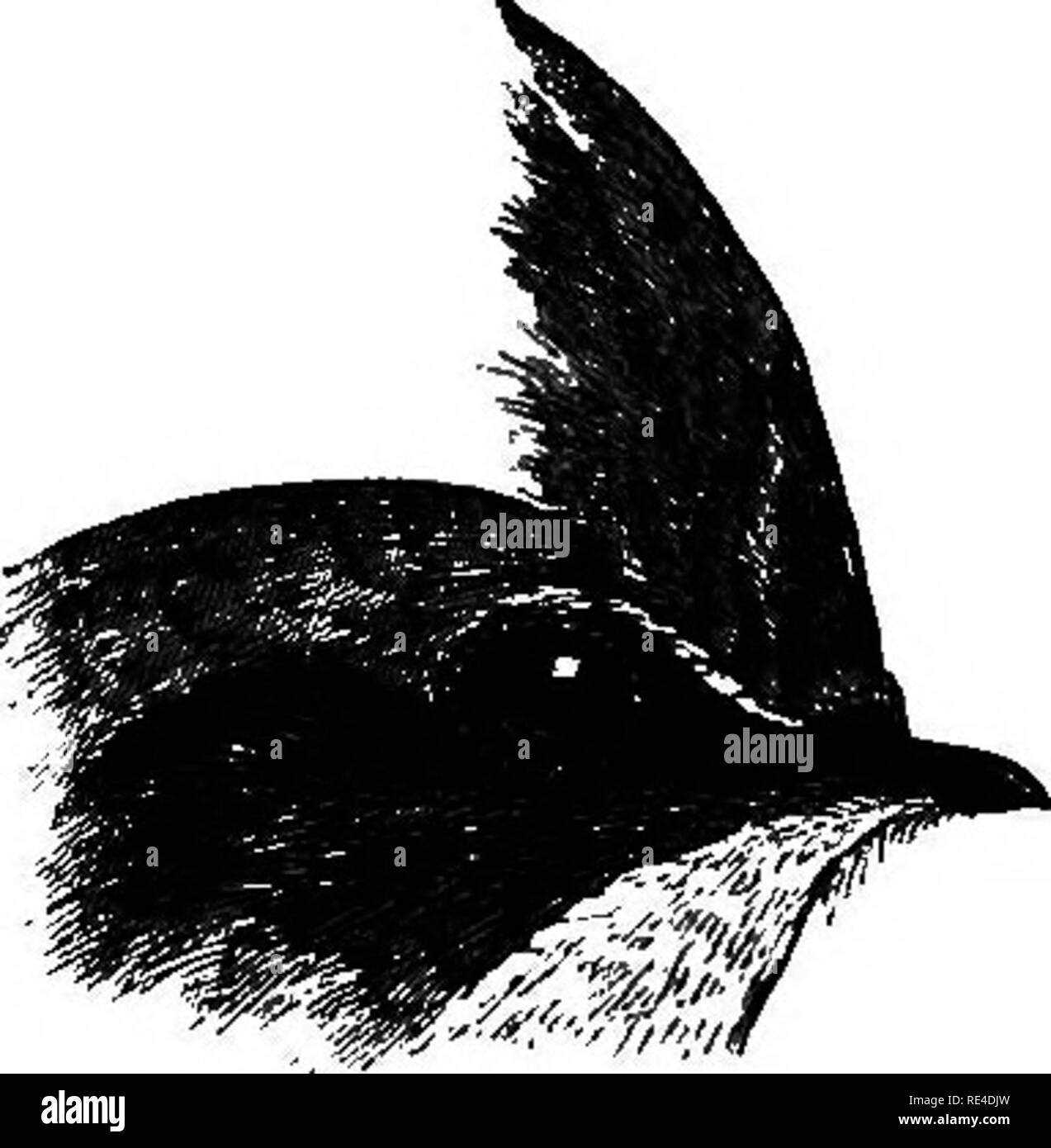 . Birds. Birds. 180 . ctpselidjB. 1086. Macropteryx coronata. The Indian Gregted Swift. Hirundo coronata, Tickell, J. A. S. B. ii, p. 580 (1833). Maoropteryx coronata, Blyth, J. A. S. B. xv, p. 21; id. Cat, p. 87 i Layard, A. M. N. H. (2) xii, p. 167 ; Fairbank, S. F. iv, p. 254; Blyth §• WaU. Birds Burnt, p. 86; Wardl.-Rams. Ibis, 1877, p. 458; Oates, B. B. ii, p. 12; id. in Hume's N. ^ E. 2nd ed. iii, p. 36; Hartert, Cat. B. M. xvi, p. 612. Dendrochelidon coronata, Jerdon, B. I. i, p. 185; Beavan, Ibis, 1865, p. 405 ; 1869, p. 405; Blanf. J. A. S. B. xxxviii, pt. 2, p. 169; Swme, J. A. S. B. Stock Photo