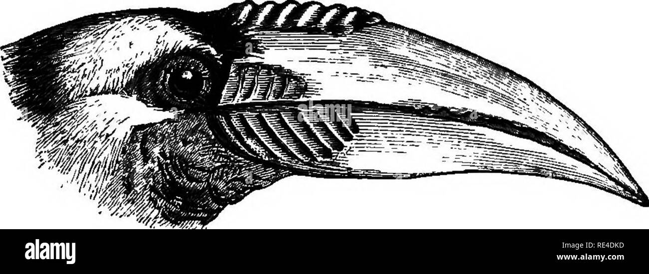 . Birds. Birds. BHTTIDOOEEOS. 147 Key to the Species. a. Base of both mandibles with transverse ridges in adults : wing 17-20 iJ. undulatus, p. 147. b. Base of both mandibles smooth a'. Wing 14 to 17 -R. subruficollis, p. 148. V. Wing 11 to 12 -R. narcondami, p. 149. 1054. RIi3rtidoceros undulatus. The Malayan Wreathed ffornbill. Buoeros undulatus, Shaw, Gen. Zool. viii, p. 26 (1811). Buceros plicatus, apMiZ MUller Sr Schleg. Verhandel. pp. 24,30; Bh/th, Cat. p. 319 ; nee Latham. Buceros ruflcoUis, Blyth, J. A. S. B. x, p. 922, partim; xii, p. 176 ; nee Vteilht. Buceros pucoran, Blyth, J. A. S Stock Photo