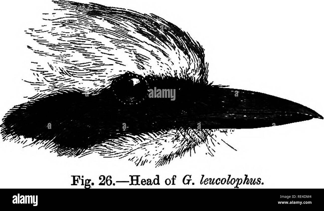 . Birds. Birds. 78 cbatebopodidjE. Garrulax leucolophiis {Hardw.), Blyth, Cat. p. 95; Horsf. Sr M. Cat. i, p. 201; Jerd. B. I. ii, p. 35; Hume, N. ^ E. p. 253; Blyth, Birds Burm. p. 107; Hwne, Cat. no. 407 ; Scullt/, S. F. viii, p. 289; Oates, B. B. i, p. 34; Sharpe, Cat. B. M. vii, p. 435; Hume, 8. F. xi, p. 153; Oates in Hume's N. 8f E. 2nd ed. i, p. 47. The White-ci-esfed Lauyhing-Thiiish, Jerd.; Uawil-Kahy, Hind, in N. W. P.; Karrio-pho, Lepch.; Karria-c/oka, Bhut.; Naffo-dhoopooleka Assam.. Pig. 26.—Head of G. Coloration. Lores, ear-coverts, and round the eye black; the whole head and cre Stock Photo