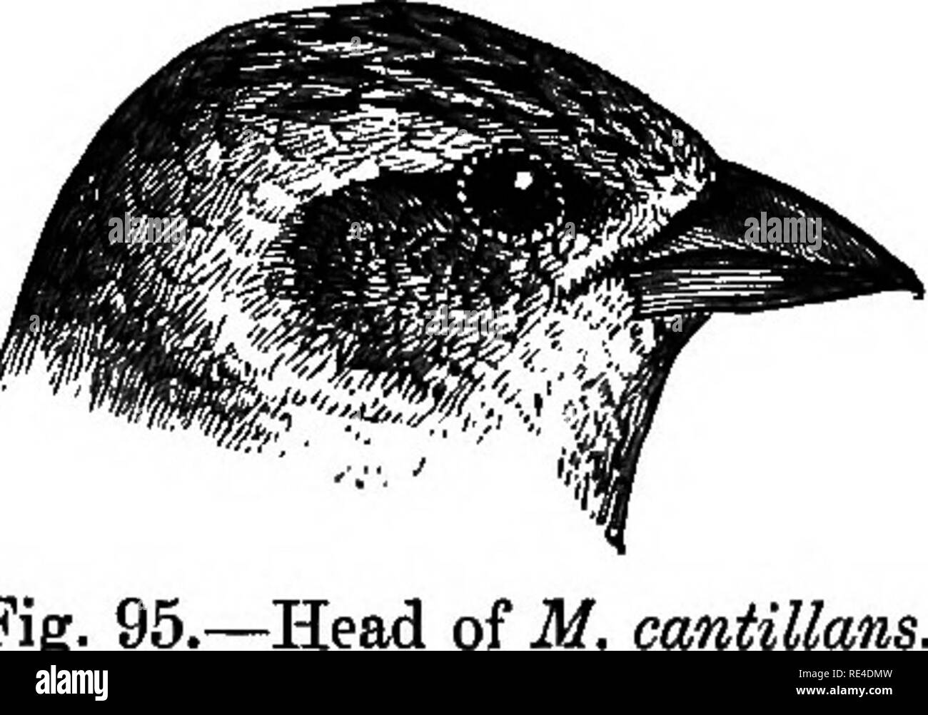 . Birds. Birds. MIBAFBA. 333 869. Mirafra cantillans. The Singing Bush-Larlc. Mirafra cantillans, Jerd-, Blyth, J. A. 8. B. xiii, p. 960 (1844); id. Cat. p. 134 ; Horsf. (Â§â M. Cat. ii, p. 476; Jerd. B. I. ii, p. 420; Hume, N. ^ E. p. 476 ; id. Cat. no. 757; Barnes, Birds Bom. p. 275 ; Sharpe, Cat. B. M. xiii, p. 605; Oatea in Hume's N. Sf E. 2nd ed. ii, p. 227. Aghun, Aghin, Hind.; Burutta pitta, Aghin pitta, Tel. Coloration. After the autumn moult the whole upper plumage is dark brown, each feather with rufous lateral margins and a whitish terminal band; wing-coverts and tertiaries brown ma Stock Photo