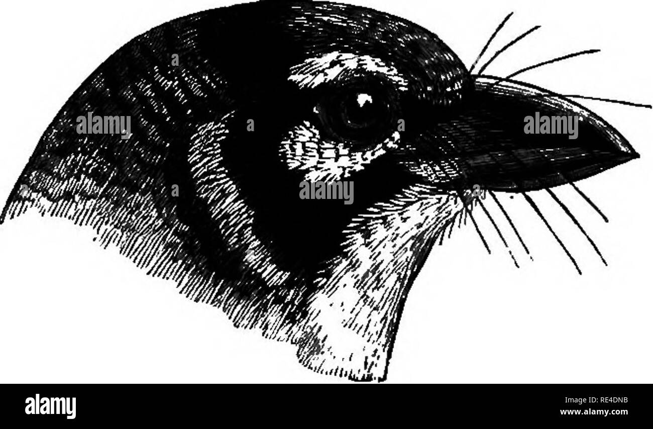. Birds. Birds. a» OAPITONiBjE. 1019. Zantholsema hsmatocephala. The Grimgonr-breasted Barbet or Coppersmith. Bucco hjematocephalus, P. L. S. MuU. Naturgyst., Anhang, p. 88 (1776). Bucco philippinensis, Gm. Syst. Nat. i, p. 407 (1788); SundevaU, A. M. N. H. (1) xviii, p. 897. Bucco indicus, Lath. Ind. Om. i, p. 205 (1790). Megalaima. philippensis, Blyth, Cat,, p. 68. Xantholsema indica, Harsf. Sr M^- Cat. ii, p. 644; Jerdon, B. I. i, p. 315; Stolicaka, J. A. S. B. xxxvii, pt. 2, p.*23; King, ibid. p. 214; Beavan, Ibis, 1869, p. 416; MeMaster, J. A. S. B. xl, pt. 2, p. 209; Walden, Ibis, 187],  Stock Photo