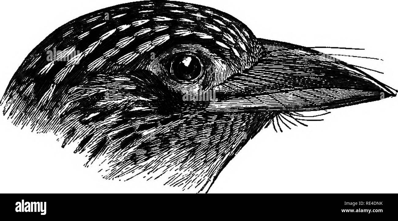 . Birds. Birds. TFTIBEIOEBYX. 87 .Megalaima caniceps, Blyth, Cat. p. 66; Layard, A. M. N. H. (2) xiii, p. 446; Horsf. 8r M. Cat. ii, p. 637; Jerdon, B. I. i, p. 310. Megalaima zeylanica, Horsf. ^ M. Cat, ii, p. 638; Hotisviorth, P. Z. S. 1872, p. 429. Megalsema caniceps, Beavan, Ibis, 1865, p. 411; Sioliczka, J. A. 8. B, xxxvii, pt. 2, p. 22; Marshall, Man. Cap. p; 91, pi. 39; McMaster, J. A. S. B. xl, pt. 2, p. 209; Ball, S. F. ii, p. 392; V, p. 413; vii, p. 206; Morgan, Itm, 1875, p. 314; BJurnie, Cat. no. 193; Reid, S. F. x, p. 25; Barnes, Birds Bom.:^. 121. Megalsema zeylanica, Blyth, Ibis Stock Photo