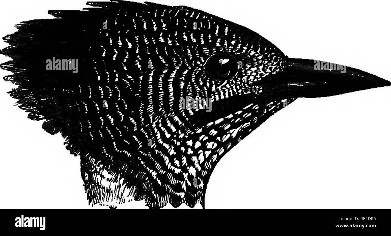 . Birds. Birds. 54 PICIDJE. 982. Miglyptes jugfularis. The BlacTc-and-Buff Woodpeeker. Picus (Meiglyptes) jugularis, Blyth, J. A. S. B. xiv, p. 195 (1846). Meiglyptes jugularis, Blyth, Cat. p. 60; Horsf. ^ M. Cat. ii, p. 669; Htmie ^ Gates, S. F. iii, p. ft3; Blyth ^ Wald. Birds Burm. p. 77; Hume I Dav. S. F. vi, pp. 132, 601; Oates, B. B. ii, p. 60. Miglyptes jugularis, Hume, Cat. no. 166 quat.; Bingham, S. F. ix, p. 161: Hargitt, Ibis, 1884, p. 197; id. Cat. B. M. xviii, p. 391.. Fig. 15.—Head of M. jugularis. Coloration. Male. Black or brownish black, except two large patches, ore on each s Stock Photo
