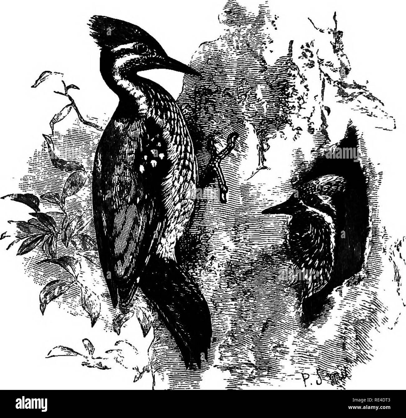 . Birds. Birds. Fig. B.—Brachypternus awantins and nest-hole. Order III. PICI. With the Woodpeckers we commence a series of bird-families sometimes combined under the general name of Piearice, but exhibiting such complicated relations with each other and with other groups of birds that their classification is by no means finally settled. In the present work it appears best to leave them in a number of small orders, each frequently consisting, as in the present instance, of a single family. The Woodpeckers were formerly associated under the name Scansores with Barbets, Cuckoos, Parrots, and oth Stock Photo