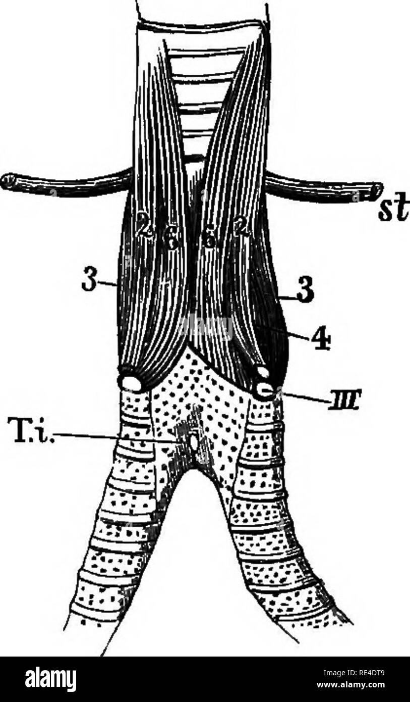 . Birds. Birds. Syrinx of a Magpie *, showing the Acromyodian attachment of the intrinsic muscles at the ends of the bronchial semi-rings. The left-hand figure ia a side view and the right-hand figure a dorsal Tiew of the syrinx. The membranous parts between the bronchial semi-rings and the internal tympaniform mem- brane are dotted ; ii, iii are the second and third bronchial semi-rings ; T.i, the internal tympaniform membrane; si, the muscle irom the side of the trachea to the upper end of the clavicle; 1, 2, 3, 4, 5, 6 the syringeal muscles; there is a 7th, which is hidden by the 6th ; the  Stock Photo