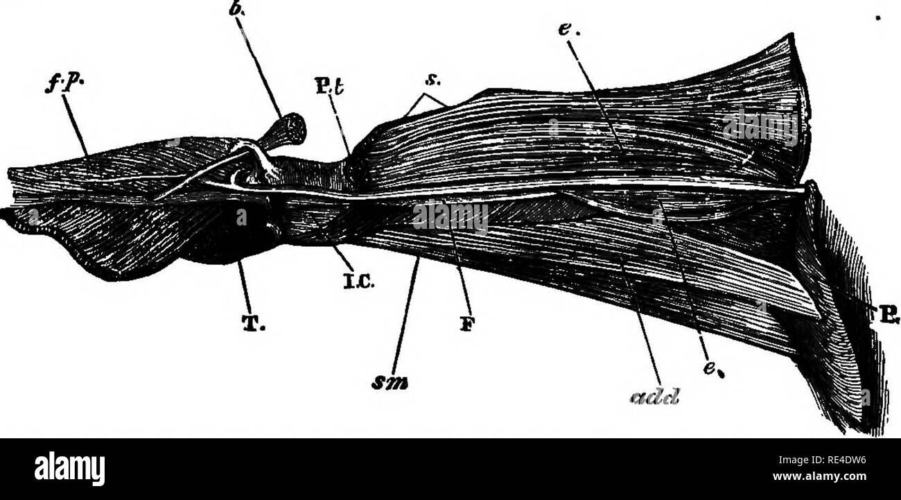 . Birds. Birds. Outer view of right thigh of Common Fowl, partially dissected. (Copied from Garrod's figure, P. Z. S. 1873, p. 627.) s, sartorius; ve, vastus externus; bo and M, biceps, origin and insertion; tf, tensor fascis (gluteus primus) ; fc, femoro-caudal; afo, accessory femoro-caudal; st, semitendisosus; ait, accessory semitendiuosus; am, semimembranosus; Ad, adductor; P, pubis ; S, rectrices.. Thigh of Touraco {Corythaix) viewed from the inner side, to show the ambiens muscle, arising from the prepubic side of the pelvis (P) and running along to blend vrith one of the tendons of origi Stock Photo