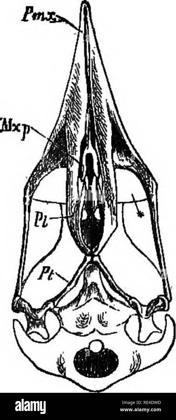 . Birds. Birds. Under view of the skull of Cha/radrius plu- viaMs, to illustrate the sohizoguathous type of palate. Under view of the skull of Cwyulm canorus, to illustrate the desmognathous type of These two figures are copied by permission from the late Prof. Huxley's paper on the Classification of Birds (P. Z. S. 1867, pp. 427, 444).—Pmx, the premaxilla; Mx, the maxilla; Mxp, its maxiUo-palatine process; PI, the palatine bone; Vo, the vomer; Ft, the pterygoid; Qu, the quadrate bone; X the basipterygoid process; » the prefrontal process. &quot; In the large assemblage of birds belonging to t Stock Photo