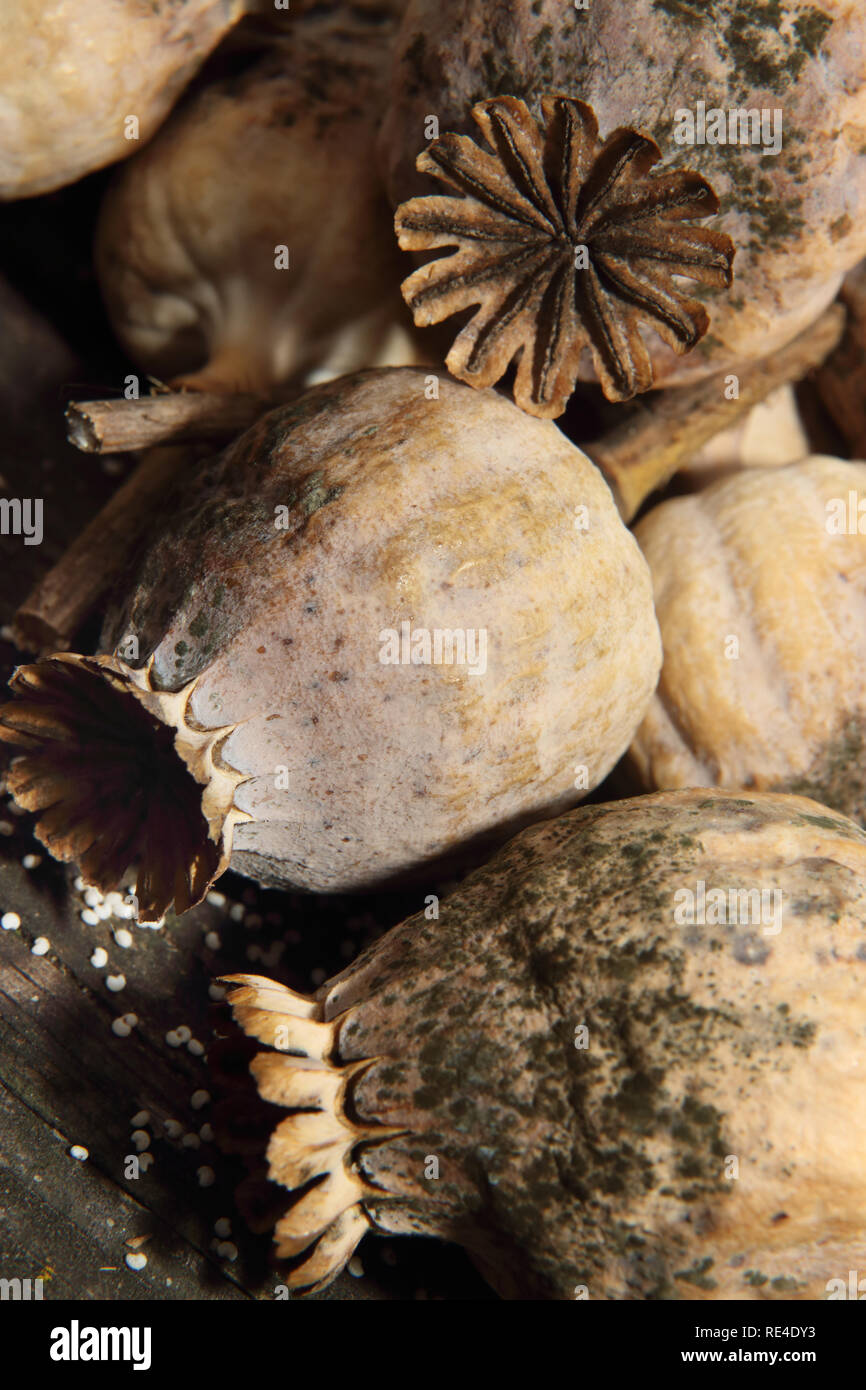 dried breadseed poppy heads Papaver somniferum Stock Photo Alamy
