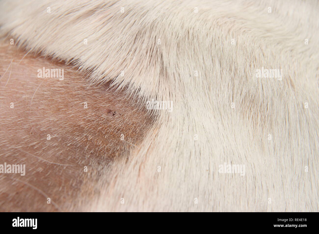 jack russell's back after an operation Canis lupus familiaris Stock Photo