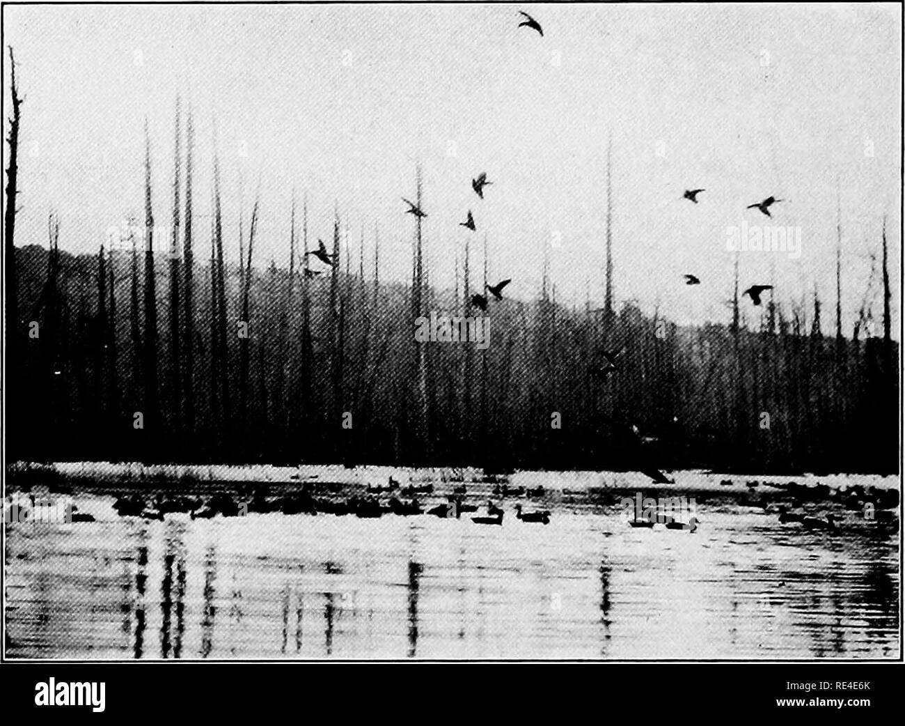 . Propagation of wild birds; a manual of applied ornithology, treating of practical methods of propagation of quails, grouse, wild turkey, pheasants, partridges, pigeons and doves, and waterfowl, in America, and of attracting and increasing wild birds in general, including song-birds. Game and game-birds; Birds. Photograph by Vtrdi Burck Canvasbacks at Branchport, New York, March 3, 1914. Photograph by yerdi Burtch Canvasbacks at Braiichport, New York, March 3, 1914. Please note that these images are extracted from scanned page images that may have been digitally enhanced for readability - col Stock Photo