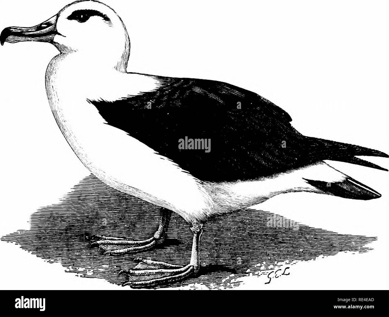 . An illustrated manual of British birds. Birds. DIOIIEDEID/E. 753. THE BLACK-BROWED ALBATROSS. DioMEDEA melan6phrys, Boic. On July 9th 1897, an exhausted individual of this species was captured on the Streetly Hall Farm, near I&gt;inton, in Cambridge- shire, and was sent by Mr. S. Owen Webb to Mr. Travis, a taxidermist at Bury St. Edmunds (Ibis 1897, p. 625). Through the good offices of the Rev. Julian Tuck, Col. E. A. Butler and Mr. J. H. Gurney, the specimen was sent to London for the inspection of Mr. Salvin and others. Mr. Southwell has neatly remarked that after all the species was only Stock Photo