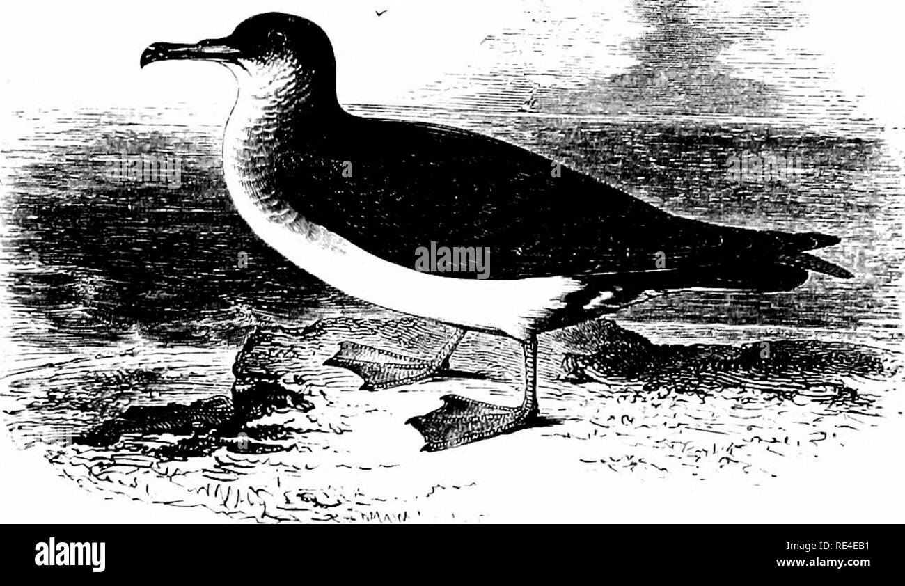 . An illustrated manual of British birds. Birds. PUFFINID^. 741. THE MANX SHEARWATER. PuFFiNus angl6rum (Temminck). THE LEVANTINE SHEARWATER. PUFFINUS YELKOUANUS (AcCrbi). This species is widely distributed over British waters throughout the year ; and in spring it resorts to many of the most retired parts of our coasts, especially turfy islands and lofty cliffs with' ledges, in which it burrows. It owes its trivial name to Ray, who calls it the &quot; Puiifin of the Isle of Man &quot; in Willughby's ' Ornithology/ and until a comparatively recent date it was abundant on the ' Calf' of Man. So Stock Photo