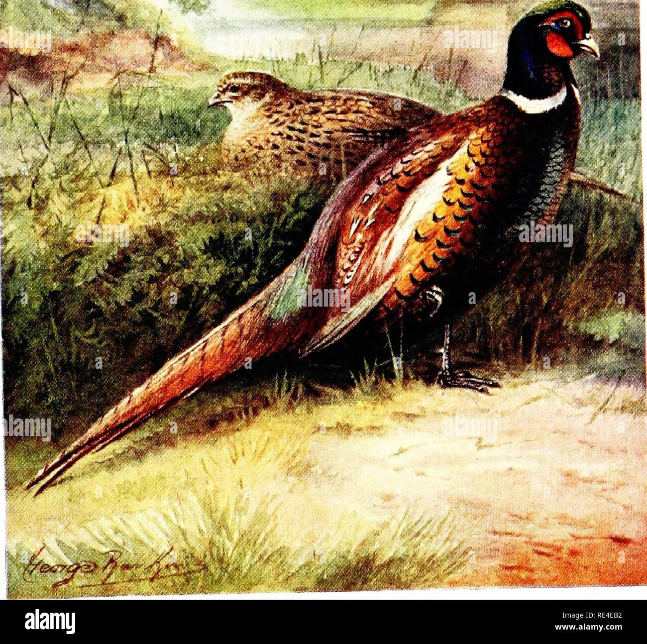 . Pheasants and covert shooting. Pheasants. ^r ,; -^â 'â 'â .â â ^^-/-: '&quot;I â. The Mongdi.ian Pheasant. Please note that these images are extracted from scanned page images that may have been digitally enhanced for readability - coloration and appearance of these illustrations may not perfectly resemble the original work.. Maxwell, Aymer. London, Adam and Charles Black Stock Photo