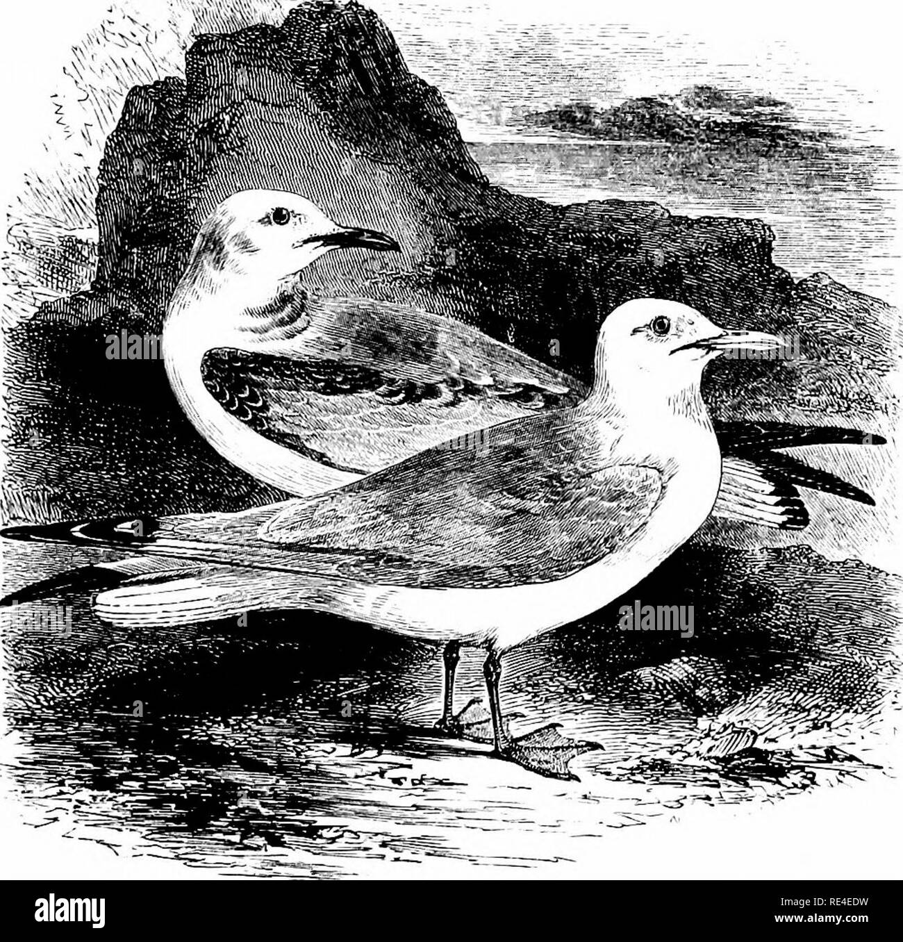 . An illustrated manual of British birds. Birds. I-ARIDiT,. 683. THE KITTIWAKE GULL. RfssA TRiDACTYLA (Luiiiaeus). The Kittiwake—characterized by an obsolete hind-toe—is to be found in British waters throughout the year; resorting in summer to jagged cHffs, where immense numbers may often be found breeding in close proximity. There are colonies on Lundy Island off North Devon, the Scilly Islands, Wales, the Isle of Man, Flamborough Head, and the Fame Islands; and, on the east side of Scotland, at the Bass Rock, the Isle of May, and Dunbuy in Aberdeenshire; while in the Orkneys, Shetlands, and  Stock Photo