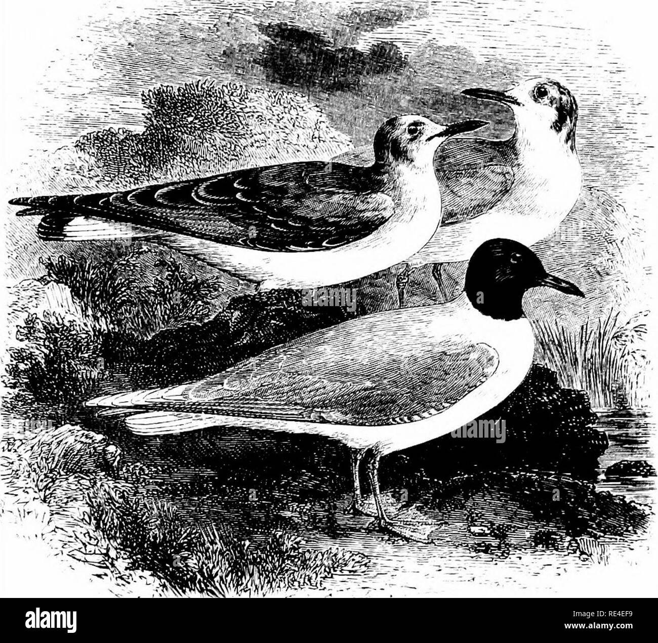 . An illustrated manual of British birds. Birds. LARIDjIi. 663. THE LITTLE GULL. Larus MiNUTUS, Pallas. This species, the smallest member of the genus, was introduced to the British list by Montagu, who described and figured a young bird shot near Chelsea prior to 1813. Subsequently specimens have frequently been obtained, while in 1866, and again in 1868, Little Gulls appeared on the coast of Yorkshire in numbers till then un- precedented ; though these were far exceeded along the entire east side of England during the winter of 1869, and again after the heavy easterly gales of February 1870, Stock Photo