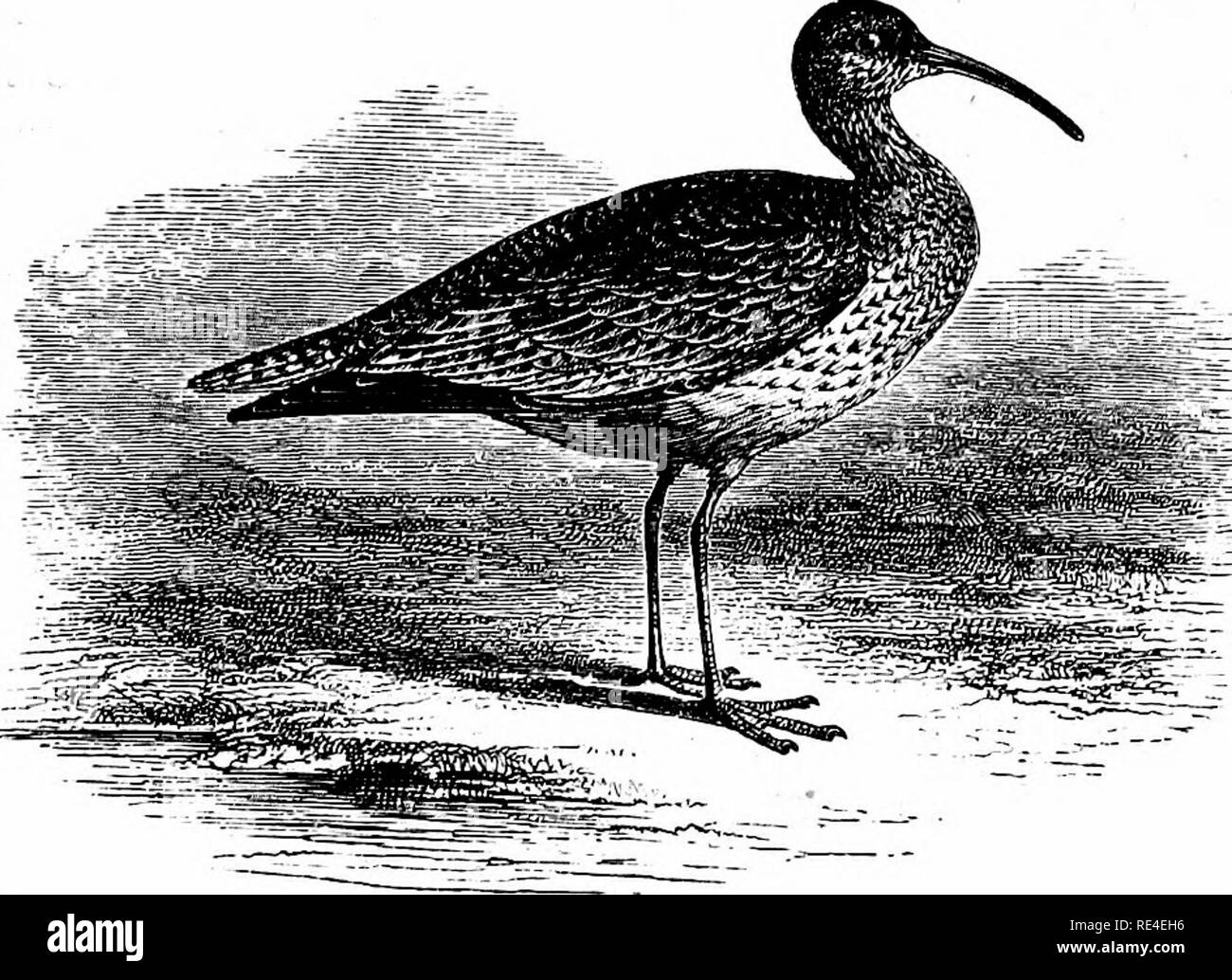An Illustrated Manual Of British Birds Birds Charadriidie 631 The Eskimo Curlew Numenius Borealis J R Forster This Small American Species Is An Occasional Straggler To The British Islands The First