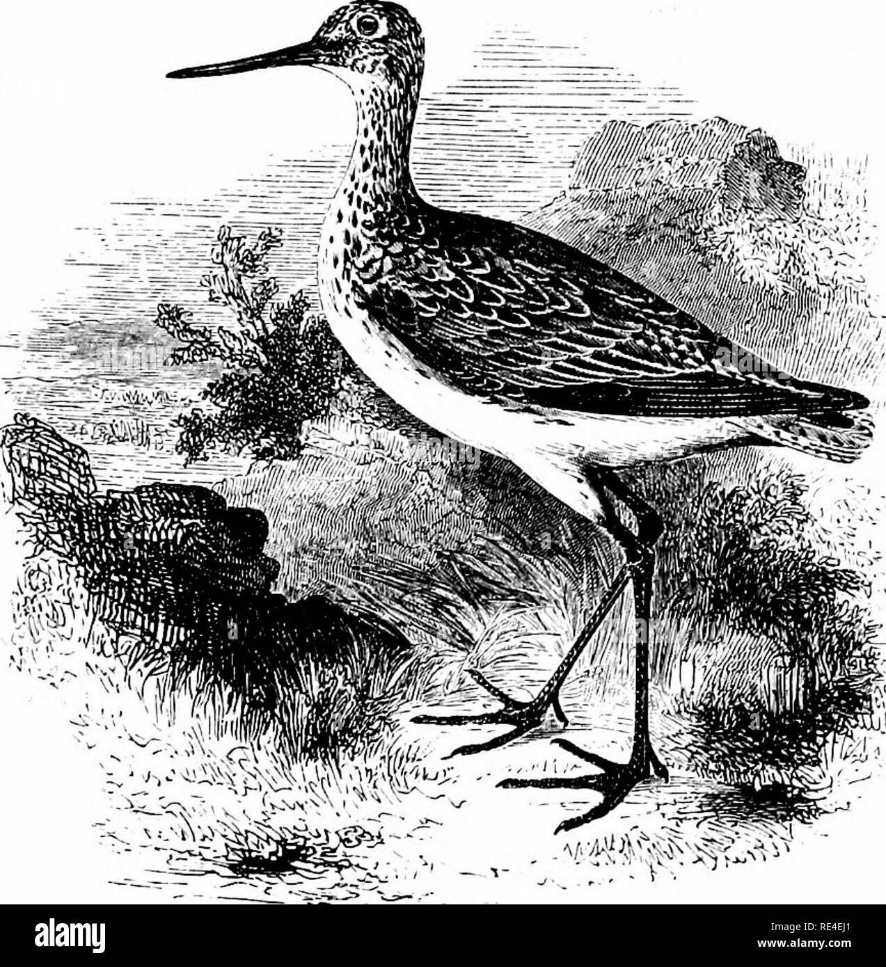 . An illustrated manual of British birds. Birds. CHARADRIID^. 619. THE GREENSHANK. ToTANUs CANESCENS (J. F. Gmelin). The Greenshank occurs annually, though in small numbers, on the shores and many of the inland waters of Great Britain during the spring and autumn migrations, but it is not very often met with in December or January. In Ireland, however, it remains through the winter (especially in cos. Mayo and Cork), until the spring, after which its absence is very brief, inasmuch as some birds appear again early in July, while the majority have arrived by the end of that month (R. Warren). I Stock Photo