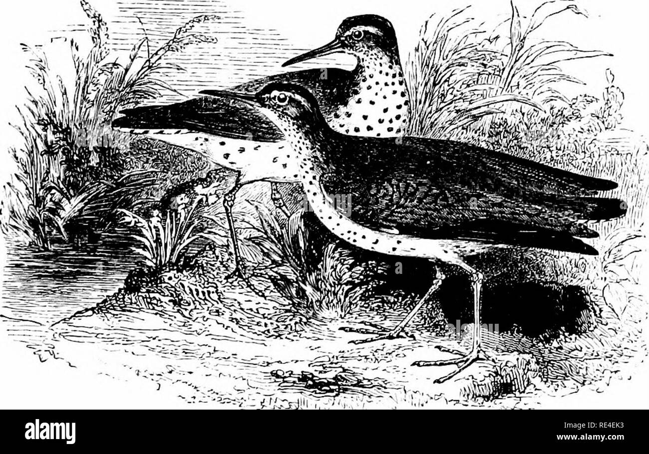 . An illustrated manual of British birds. Birds. charadriida;. 605*. THE SPOTTED SANDPIPER. ToTANUS MACULARius (Linnffius). Since the Note on p. 606 was written, an example of this species upon which no doubt rests has been obtained in Ireland, and was exhibited by Mr. Frederick Curtis at a meeting of the British Ornithologists' Club on the isth of February 1899. The bird, which proved to be a female on dissection, was shot on the 2nd of that month near Finea, co. Longford, by Mr. Frank Roberts of Windsor, and sent by him in the flesh to Mr. C. A. Veysey of Windsor, who, in his turn, is a pers Stock Photo