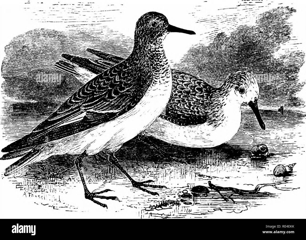 An Illustrated Manual Of British Birds Birds Charadriidve 597 The Sanderling Calidris Arenaria Linnaeus This Species Easily Recognisable By The Absence Of A Hind Toe Usually Arrives On The Coasts Of The United