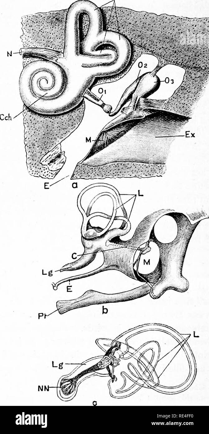 . The structure and life of birds. Birds; Evolution. i32 THE Structure and life of birds chap.. Fig. 33. (a) Human ear—diagrammntic ; (/;) enr of Owl, after G.idow ; (t) of Thrush, afitr Retzius. c, Colunitlhi ; cch, Cochlea; E, F.ustachian tuhe ; Ex, outer opi^ning of Kar ; L, Labyrinth; Lg, Lagena ; w, Membrane, closing the drum ; n, entrance of auditory nerve ; nn. Nerve endings; u i, 2, 3, the three Ossicles, Stapes, Incus, Malleus; t-t, Pterygoid bone.. Please note that these images are extracted from scanned page images that may have been digitally enhanced for readability - coloration a Stock Photo