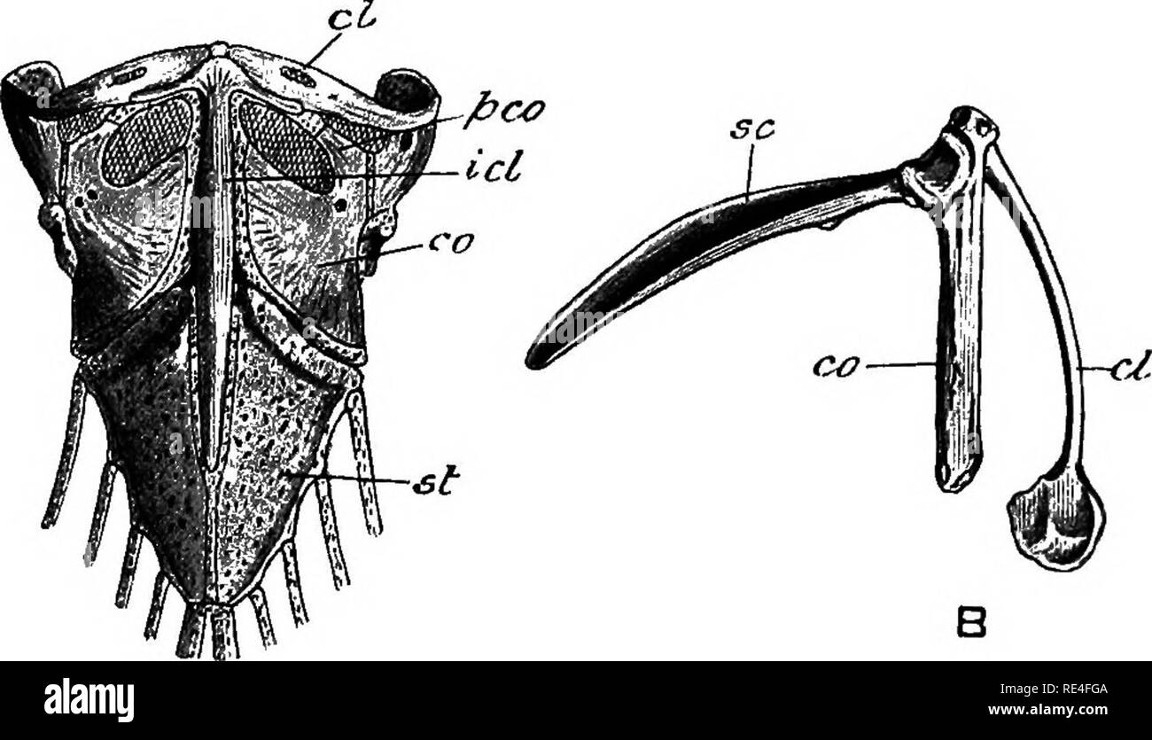 Bird sternum fly hires stock photography and images Alamy