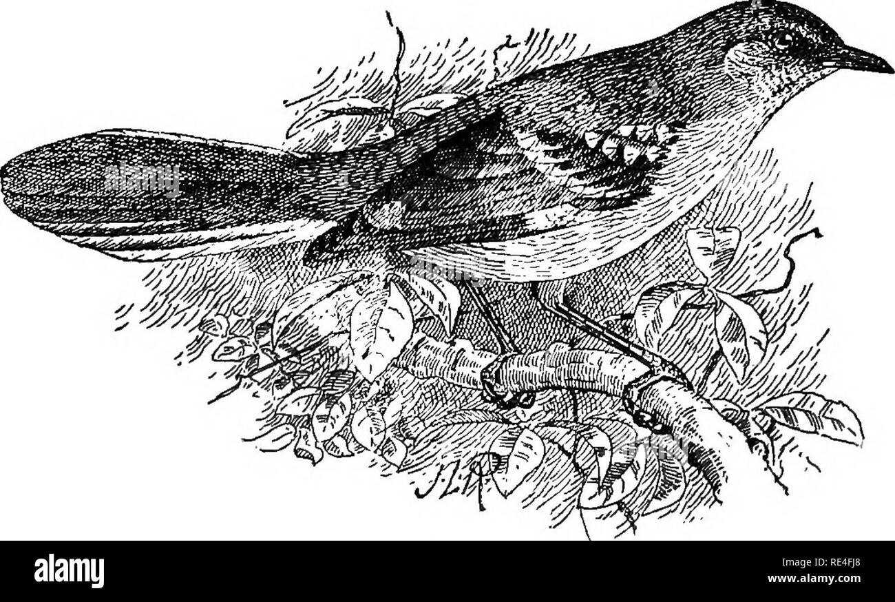 Mockingbird tail Black and White Stock Photos & Images - Alamy