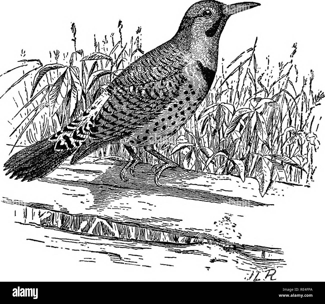 . The birds of Indiana; a descriptive catalog of the birds that have been observed within the state, with an account of their habits. Birds. 844 Report of State Geologist. 97. GrEmrs COLAPTBS Swainson. *166. (412). Colaptes auratus (Linn.). Flicker. Synonyms, GoLDEN-wiNaED Woodpecker, High Hole, High Holder, Wiokup.. Flicker. IBeal.—Bulletin No. 7, Division of Ornithology and Mammalogy, United States Department of Agriculture, p. 17.) Adult Male.—Back, wing-coYerts and inner quills, brownish, barred with black; rump and upper tail-coverts, white; outer edge of quills and tail feathers above, b Stock Photo