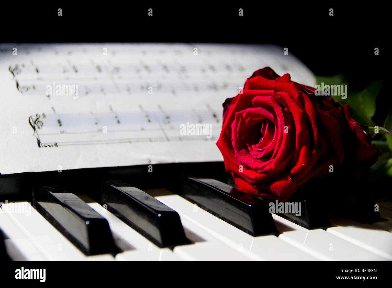 a red rose on the piano keys Stock Photo - Alamy