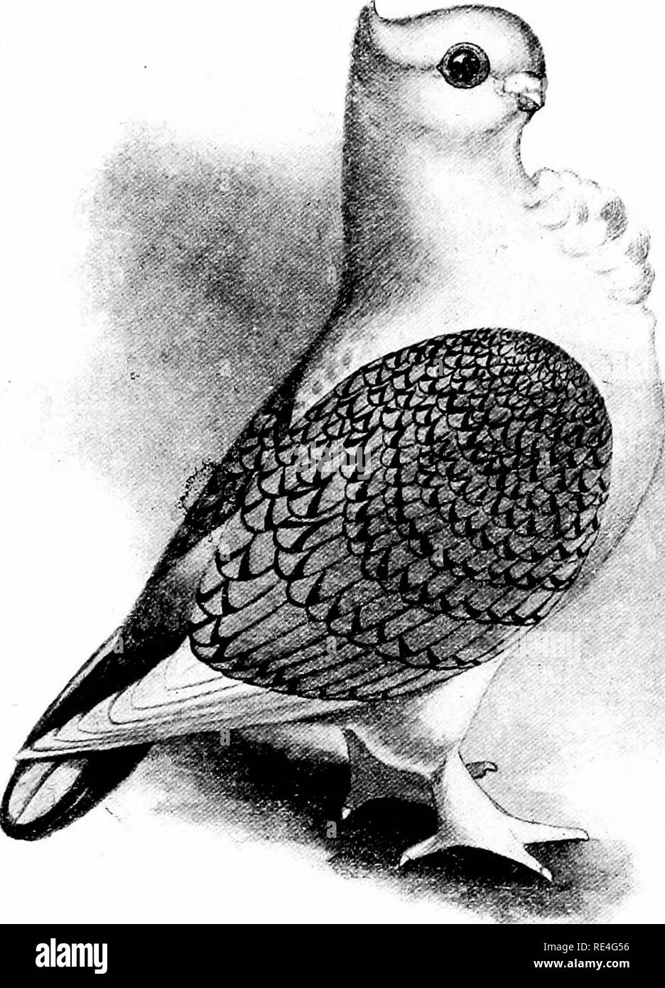. The Feather's practical pigeon book. Pigeons. SATINETTE The Satinette was the first impoiied of the 'Eastern Frills,&quot; and is preferably a small, good, roimd-headed bird, showing in profile an unbroken line from base of skull to tip of short, stout, slightly-carving beak The wattle fine in texture and small; gullet, full; frill, abundant, long feathered, and opening out well *rom left to right; the peak fine, sharp, and carried well up. It is white-bodied, with shoulders of pinkish-brown, laced with a combination of purple and brown; the tail is dark, with clear white spot at the end of  Stock Photo